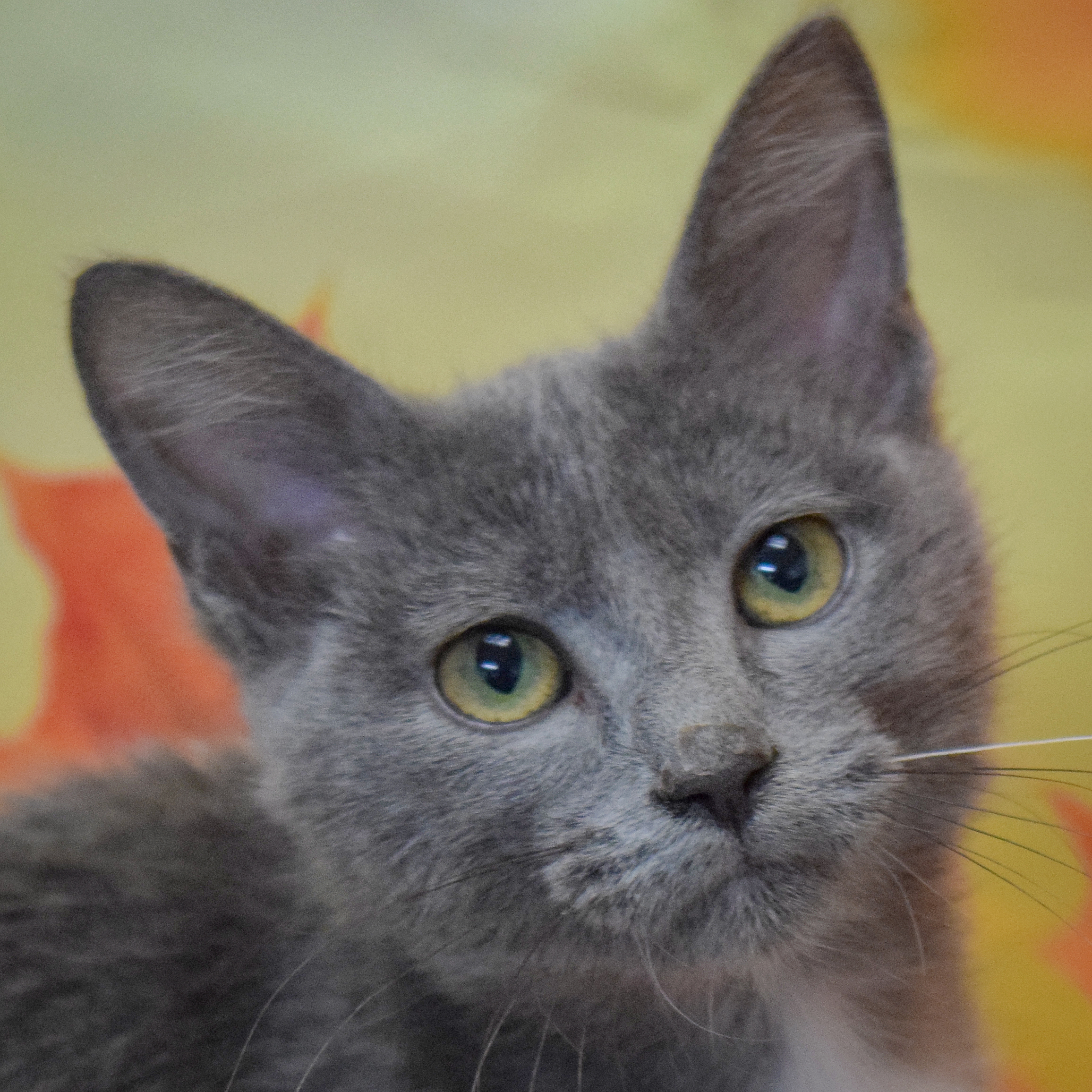 Cat for adoption Buttercup, a Tuxedo & Domestic Short Hair Mix in