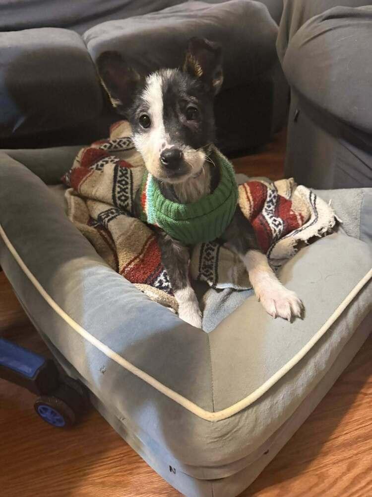 Jack Sparrow, Adoptable, Puppy Male Border Collie.