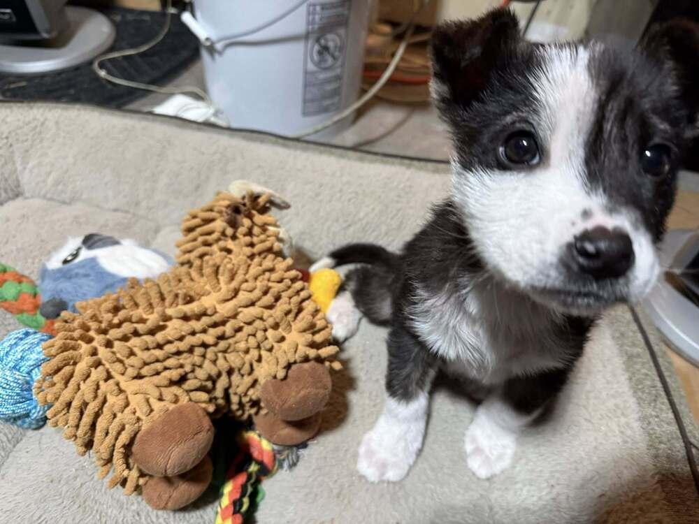 Jack Sparrow, a Adoptable mixed breed in Hastings, MN image 2/5