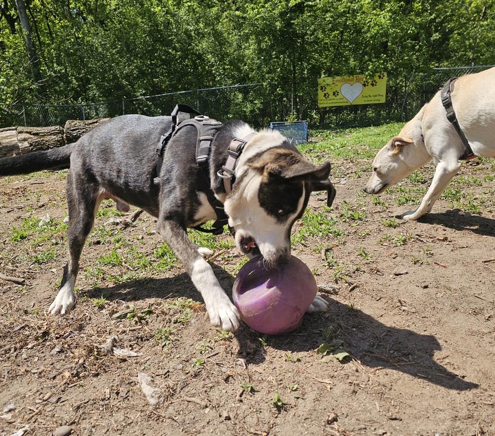 Enlarge Jack Sparrow, a Adoptable mixed breed in Hastings, MN image 2/5
