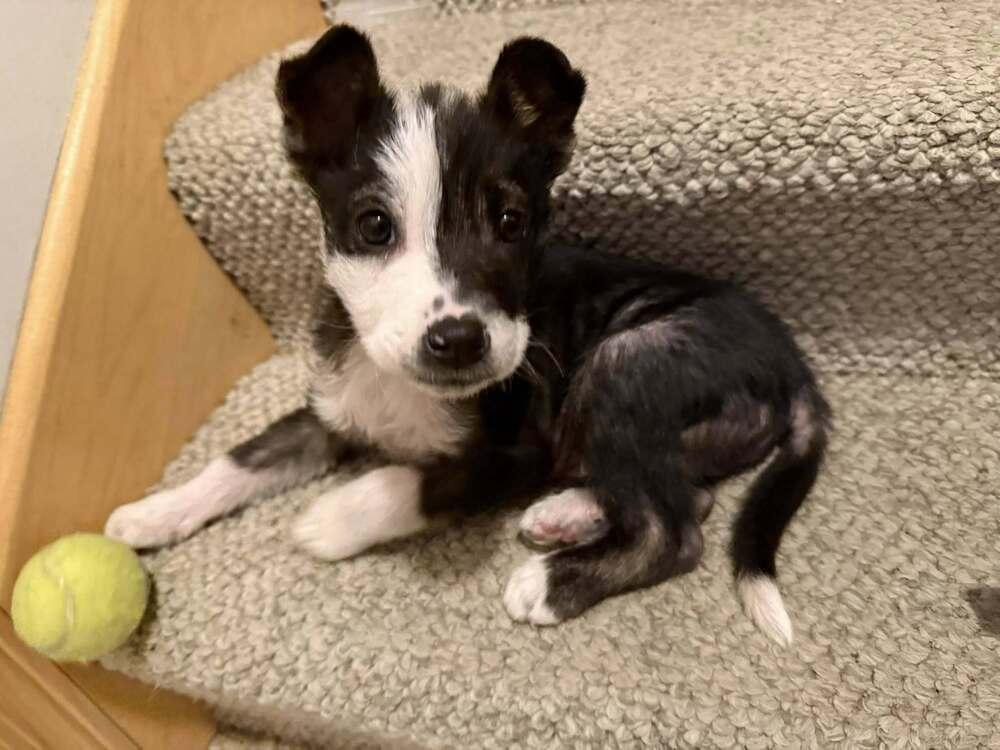 Jack Sparrow, a Adoptable mixed breed in Hastings, MN image 3/5