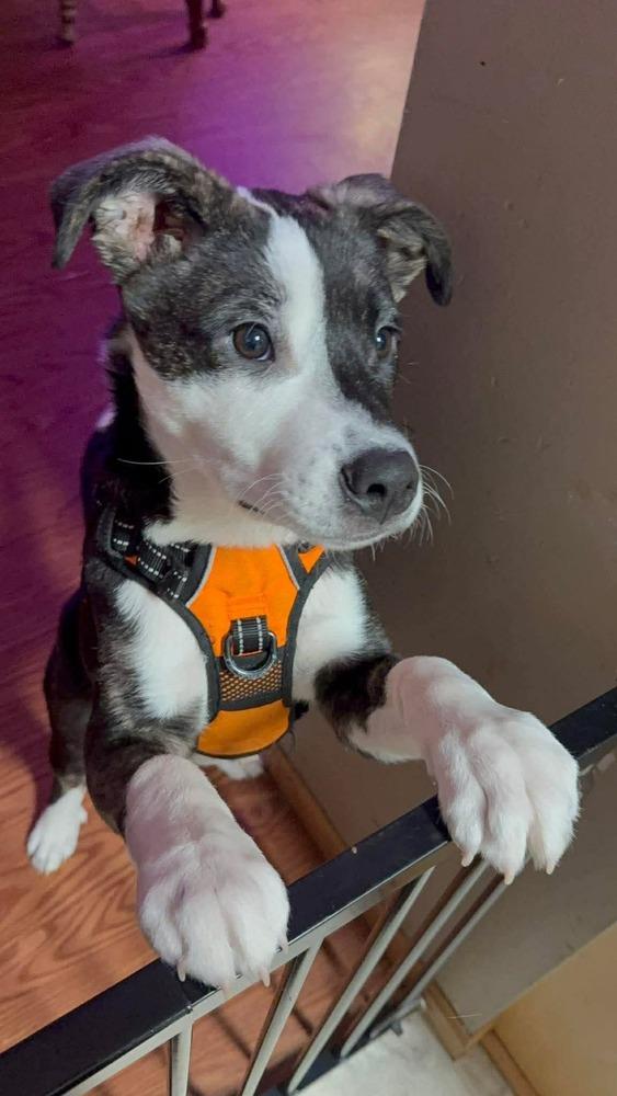 Enlarge Jack Sparrow, a Adoptable mixed breed in Hastings, MN image 4/6