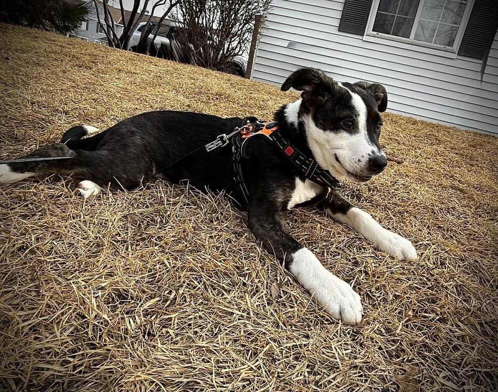 Enlarge Jack Sparrow, a Adoptable mixed breed in Hastings, MN image 4/6