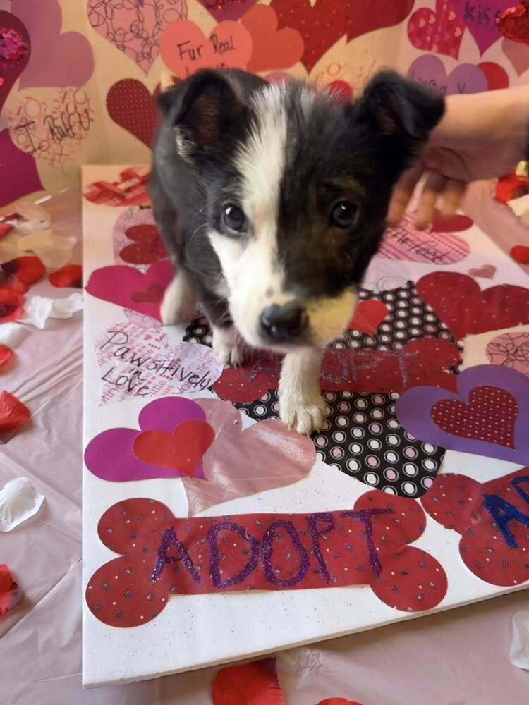 Jack Sparrow, a Adoptable mixed breed in Hastings, MN image 4/5