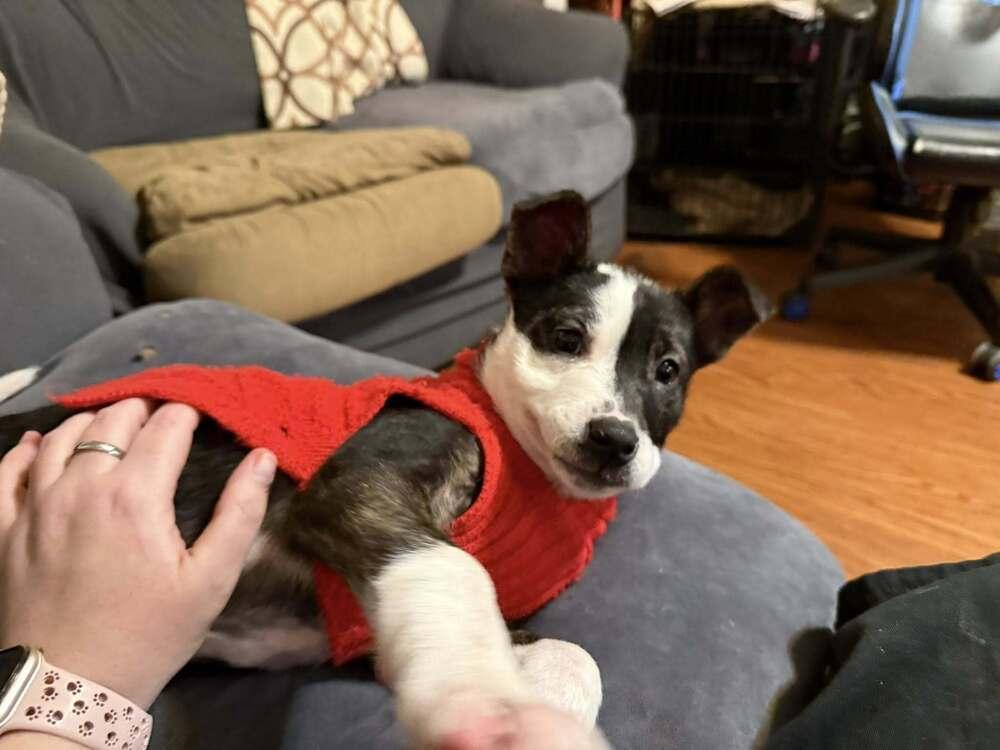 Jack Sparrow, a Adoptable mixed breed in Hastings, MN image 5/5