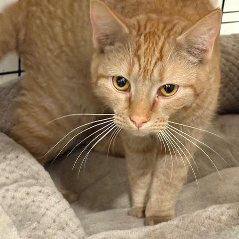 Enlarge Lolly, a ADOPTABLE Domestic Short Hair in Beaufort, SC image 2/6