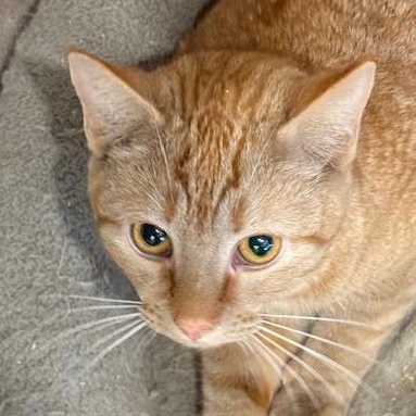 Enlarge Lolly, a ADOPTABLE Domestic Short Hair in Beaufort, SC image 3/6