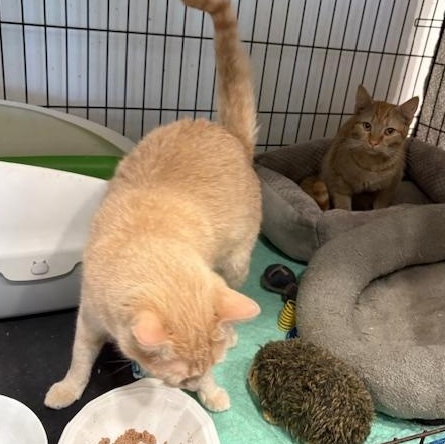 Enlarge Lolly, a ADOPTABLE Domestic Short Hair in Beaufort, SC image 6/6