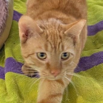 Enlarge Lolly, a ADOPTABLE Domestic Short Hair in Beaufort, SC image 4/6