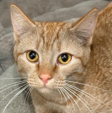 Enlarge Lolly, a ADOPTABLE Domestic Short Hair in Beaufort, SC image 1/6