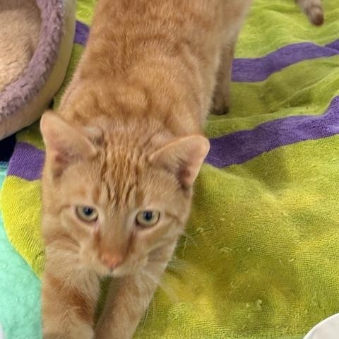 Enlarge Lolly, a ADOPTABLE Domestic Short Hair in Beaufort, SC image 5/6