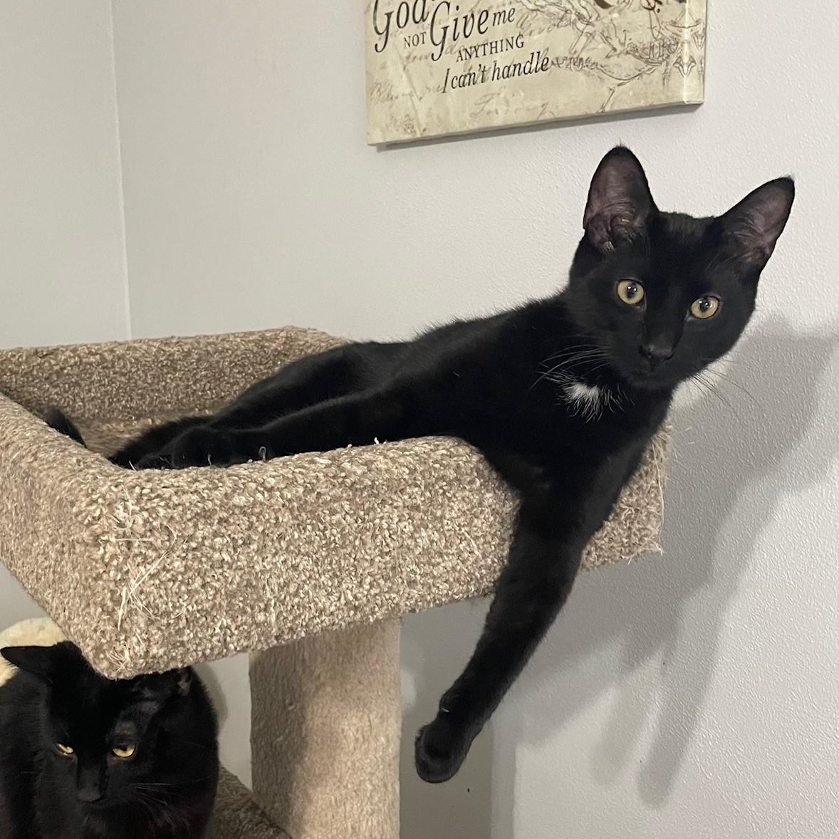 Enlarge Pirate, a Adoptable Domestic Short Hair in Menasha, WI image 1/5