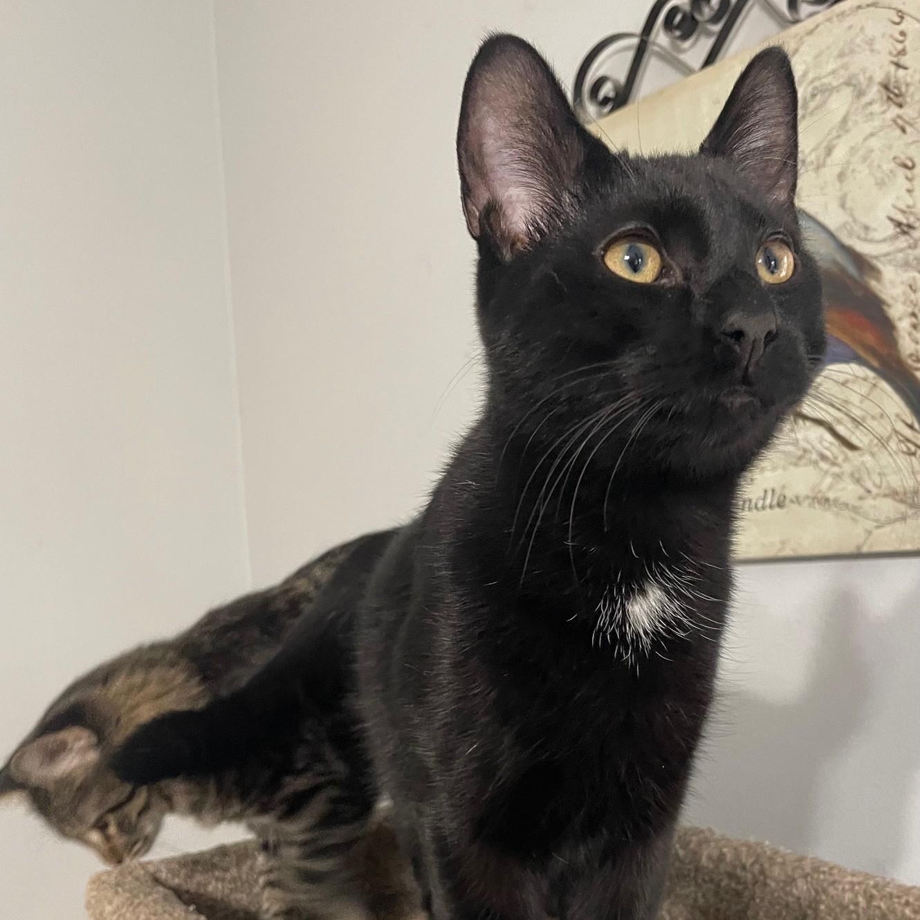 Enlarge Pirate, a Adoptable Domestic Short Hair in Menasha, WI image 2/5