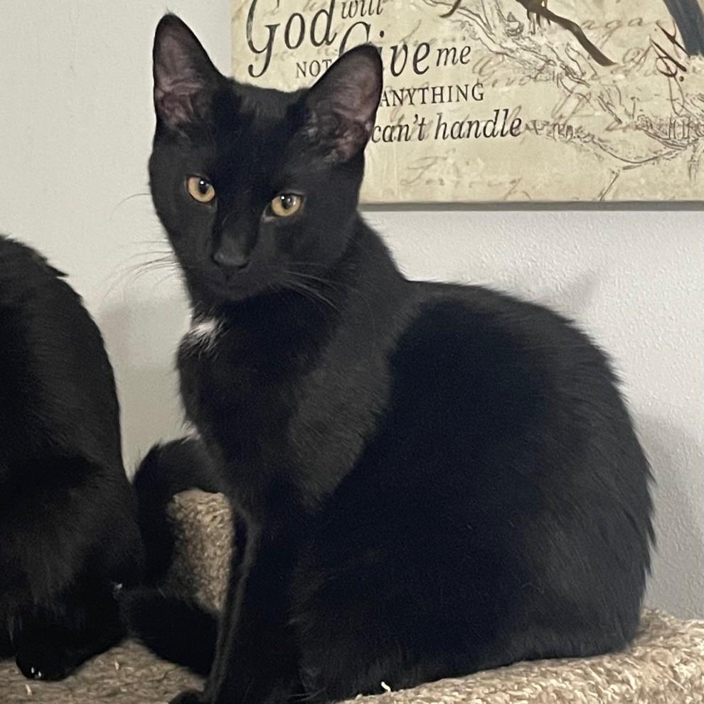 Enlarge Pirate, a Adoptable Domestic Short Hair in Menasha, WI image 3/5