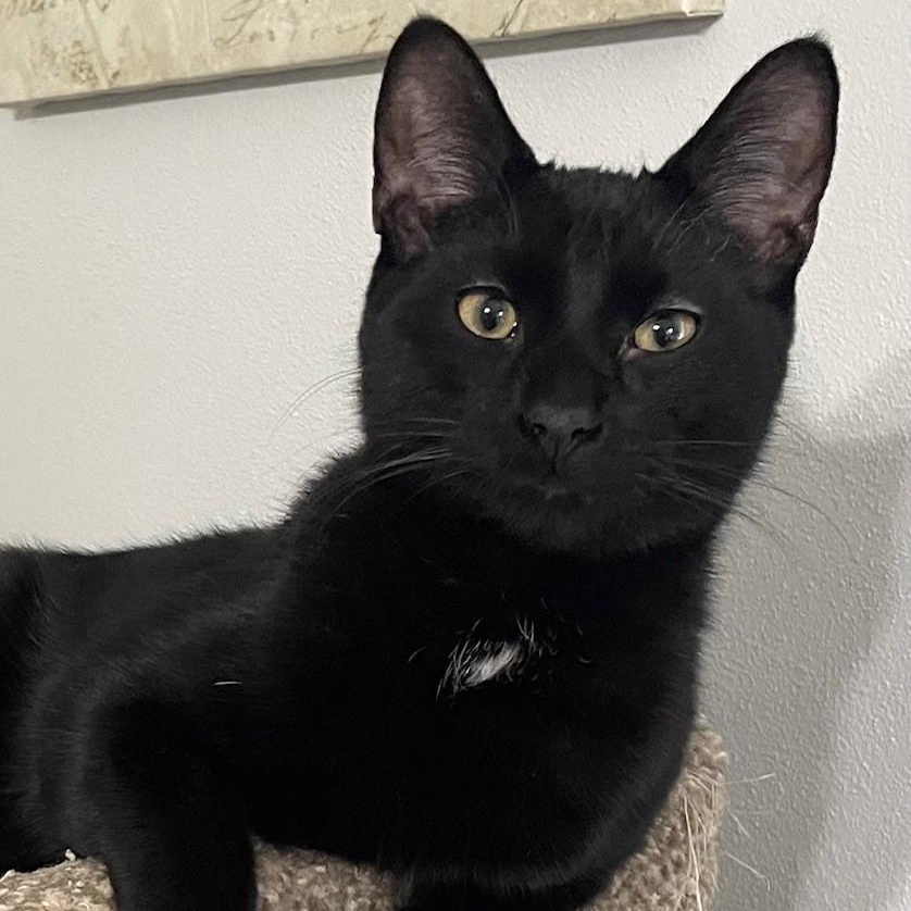 Enlarge Pirate, a Adoptable Domestic Short Hair in Menasha, WI image 4/5