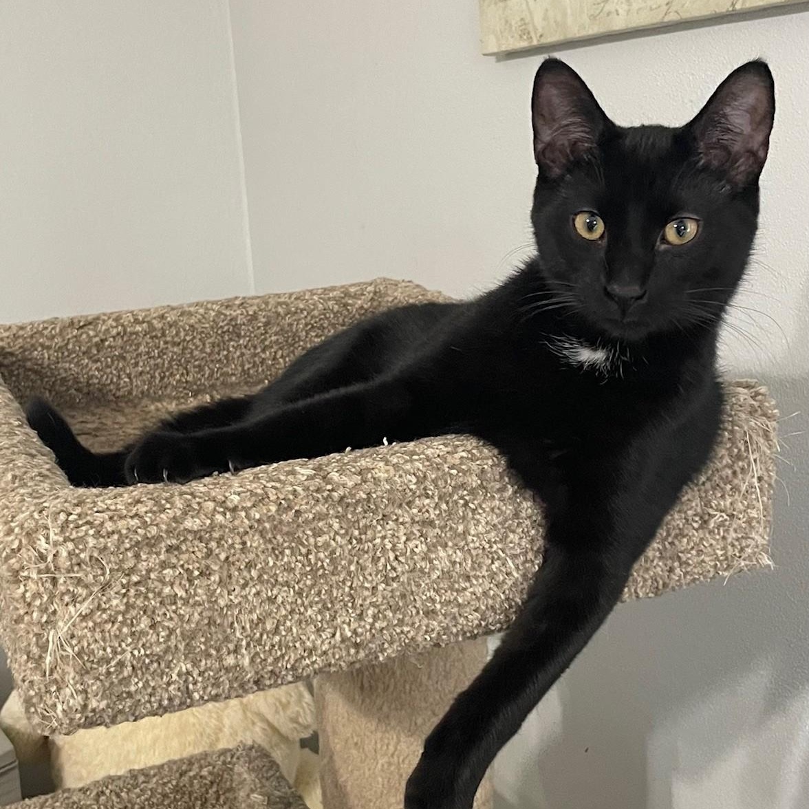 Enlarge Pirate, a Adoptable Domestic Short Hair in Menasha, WI image 5/5