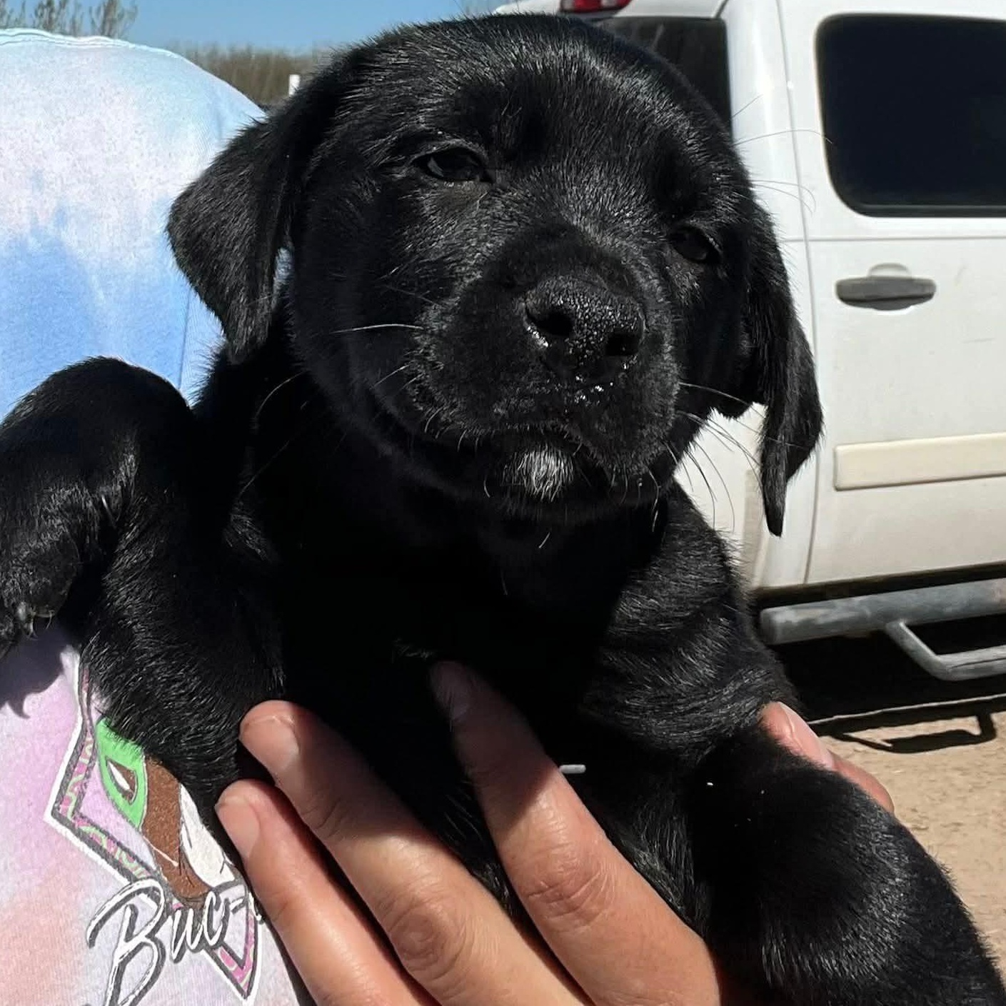 Enlarge Gucci, an adopted Black Labrador Retriever in PLAINFIELD, CT image 1/1