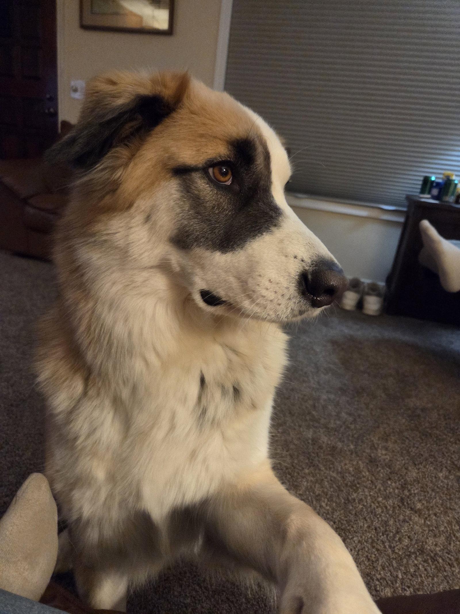 Hank, Adoptable, Adult Male Husky & Shepherd.