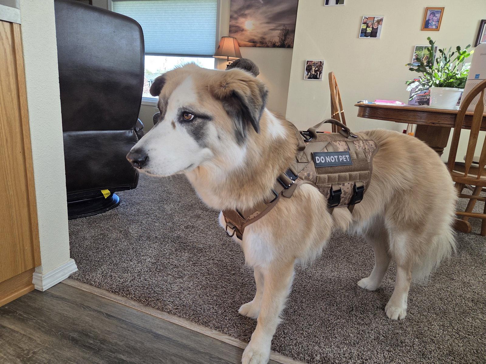 Enlarge Hank, a Adoptable mixed breed in St. Helens, OR image 2/2