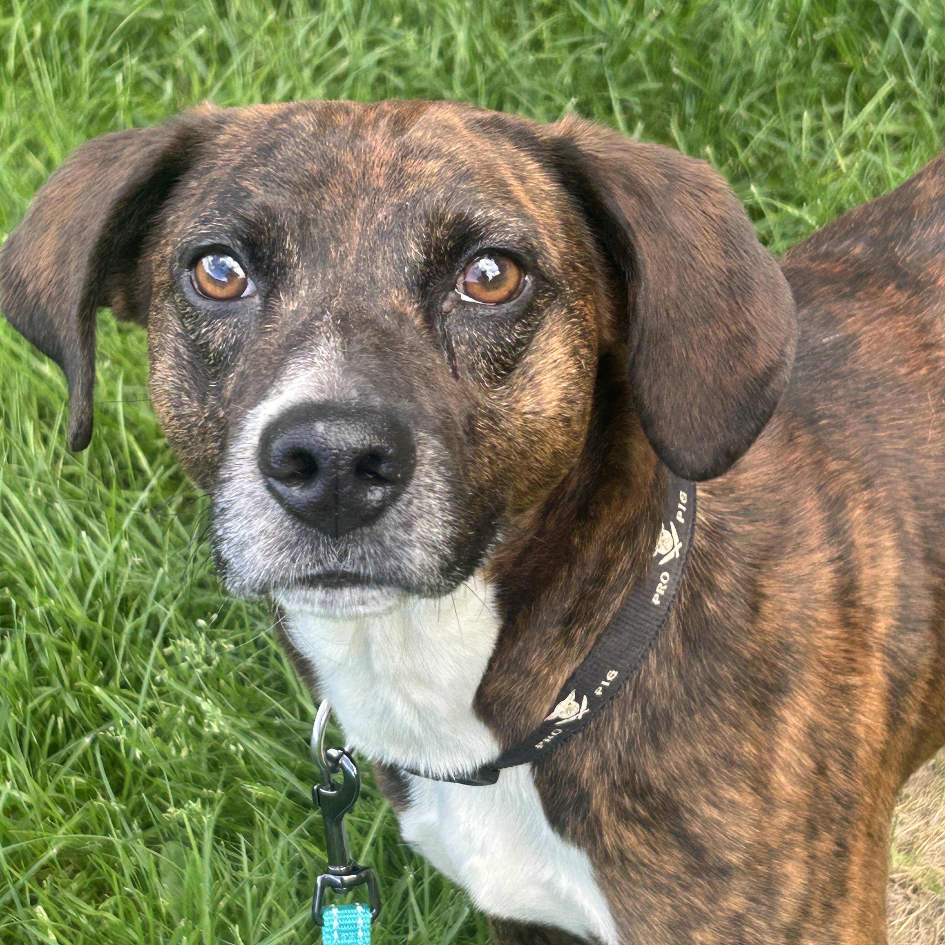 Enlarge Chucky, a Adoptable mixed breed in Chelsea, VT image 1/3