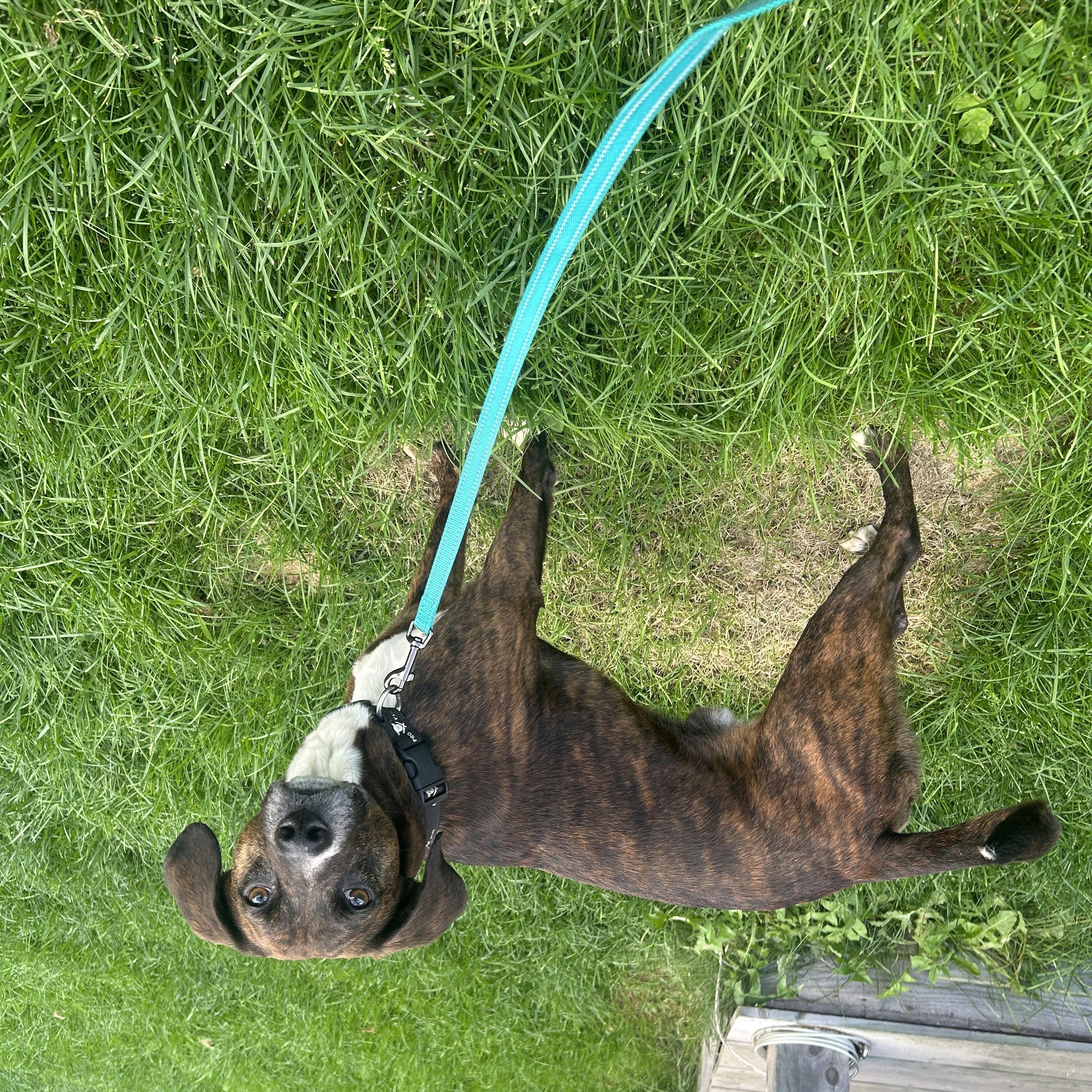 Enlarge Chucky, a Adoptable mixed breed in Chelsea, VT image 2/3