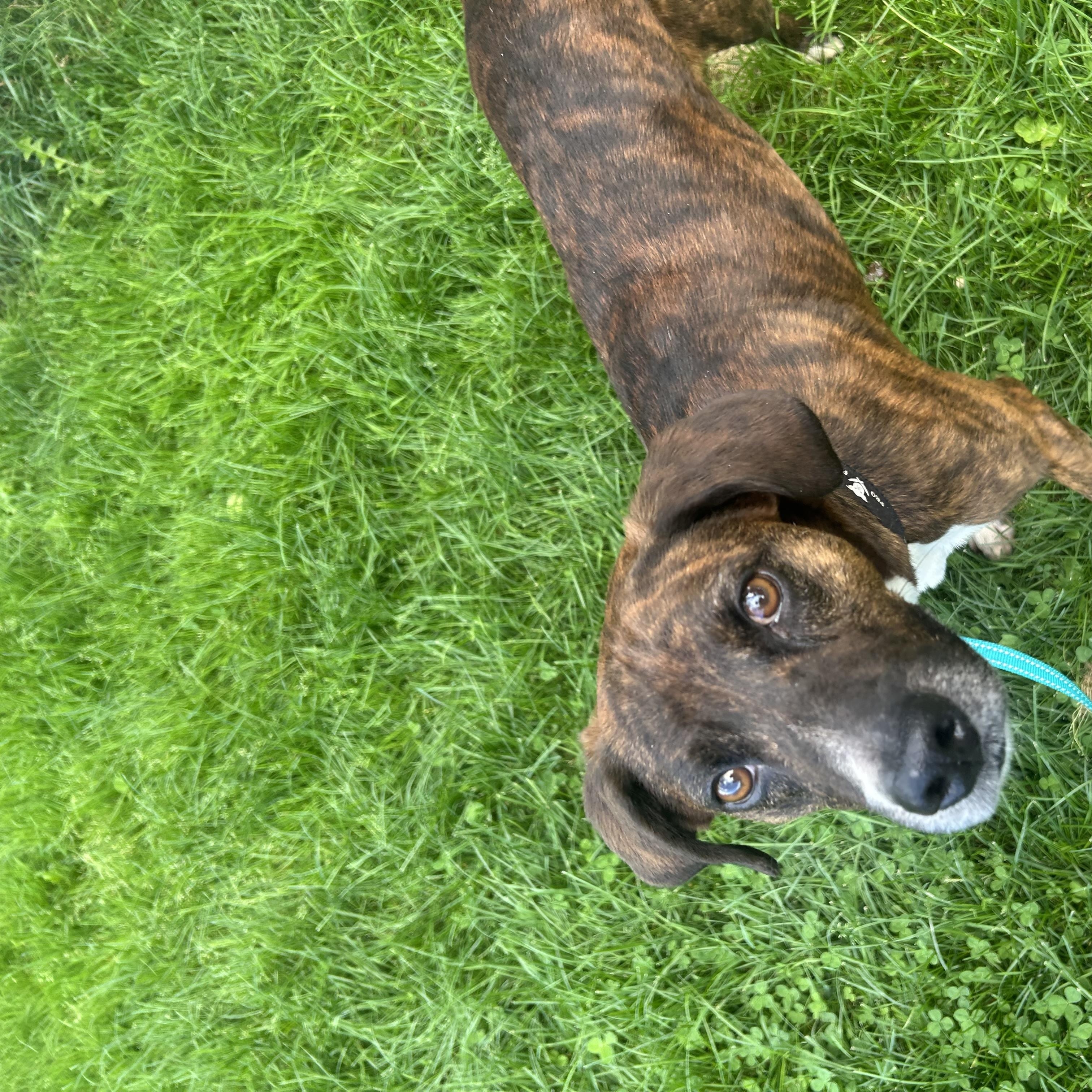 Enlarge Chucky, a Adoptable mixed breed in Chelsea, VT image 3/3