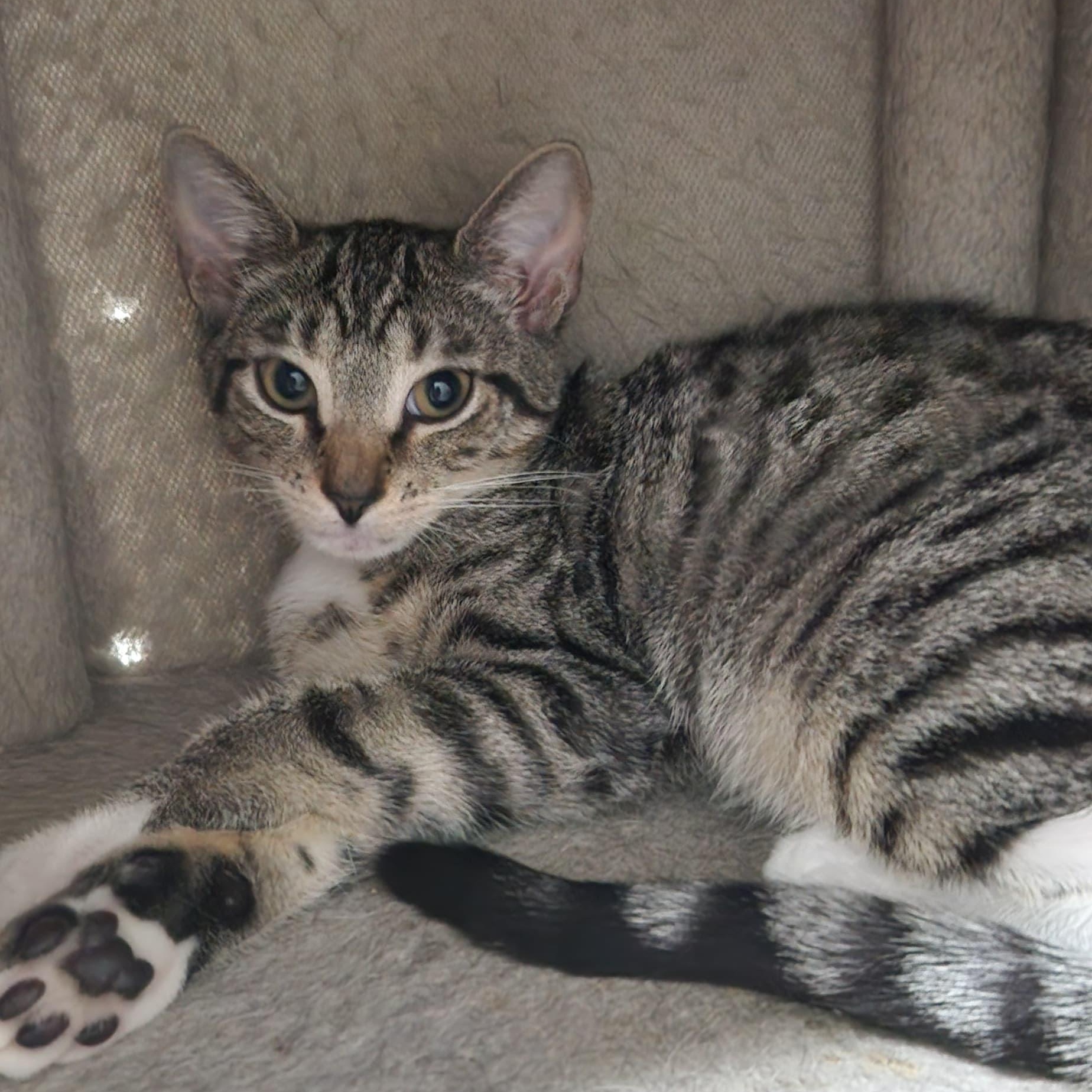 Puffin, a ADOPTABLE American Shorthair in Highland Park, NJ image 1/3