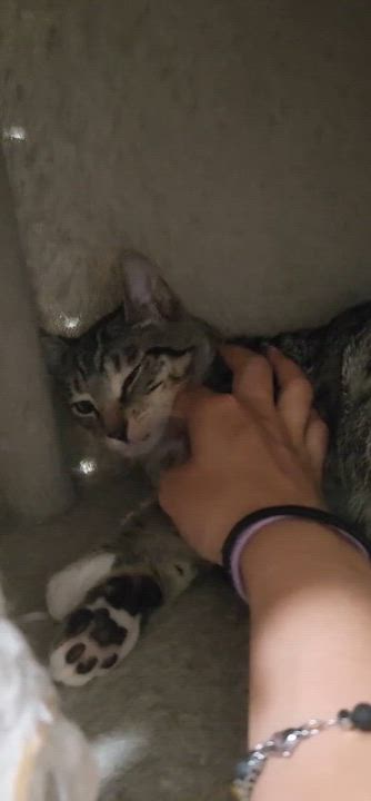 Enlarge Puffin, a ADOPTABLE American Shorthair in Highland Park, NJ video 3/3