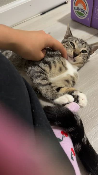 Enlarge Puffin, a ADOPTABLE American Shorthair in Highland Park, NJ video 2/3
