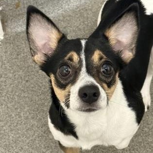 Enlarge Rana, a Adopted mixed breed in Worcester, MA image 1/1