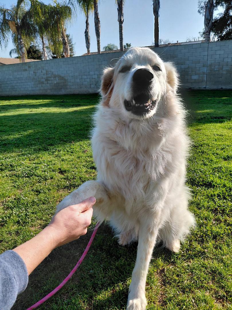 Enlarge Scout, a ADOPTABLE Great Pyrenees in Oakland, CA image 5/5