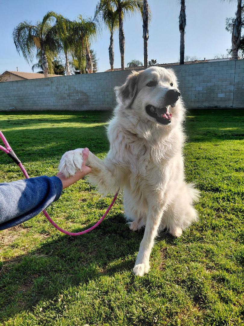 Enlarge Scout, a ADOPTABLE Great Pyrenees in Oakland, CA image 2/5