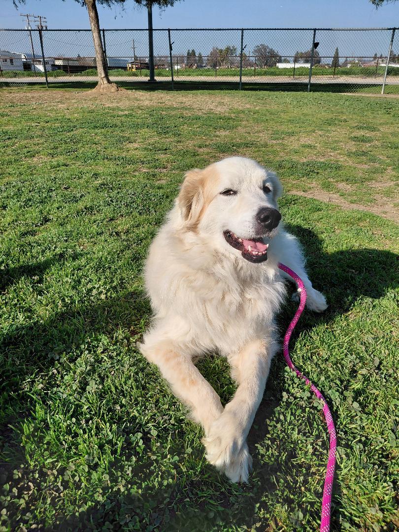 Scout, ADOPTABLE, Adult Female Great Pyrenees.