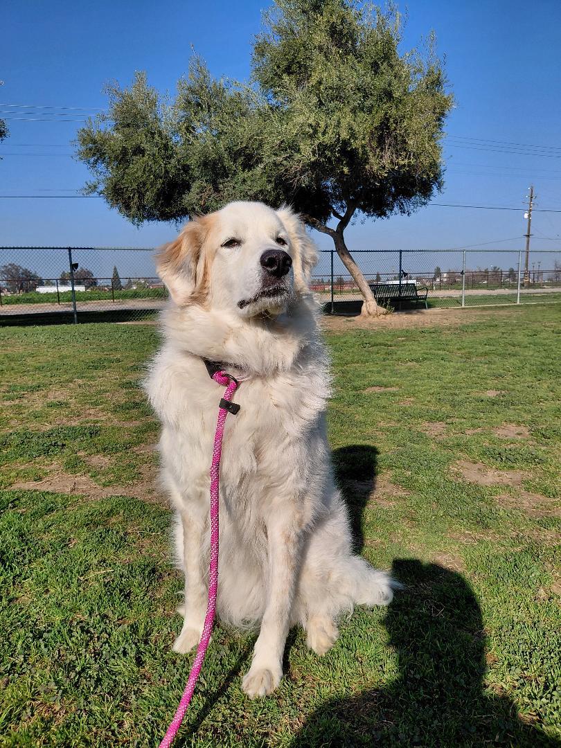 Enlarge Scout, a ADOPTABLE Great Pyrenees in Oakland, CA image 3/5