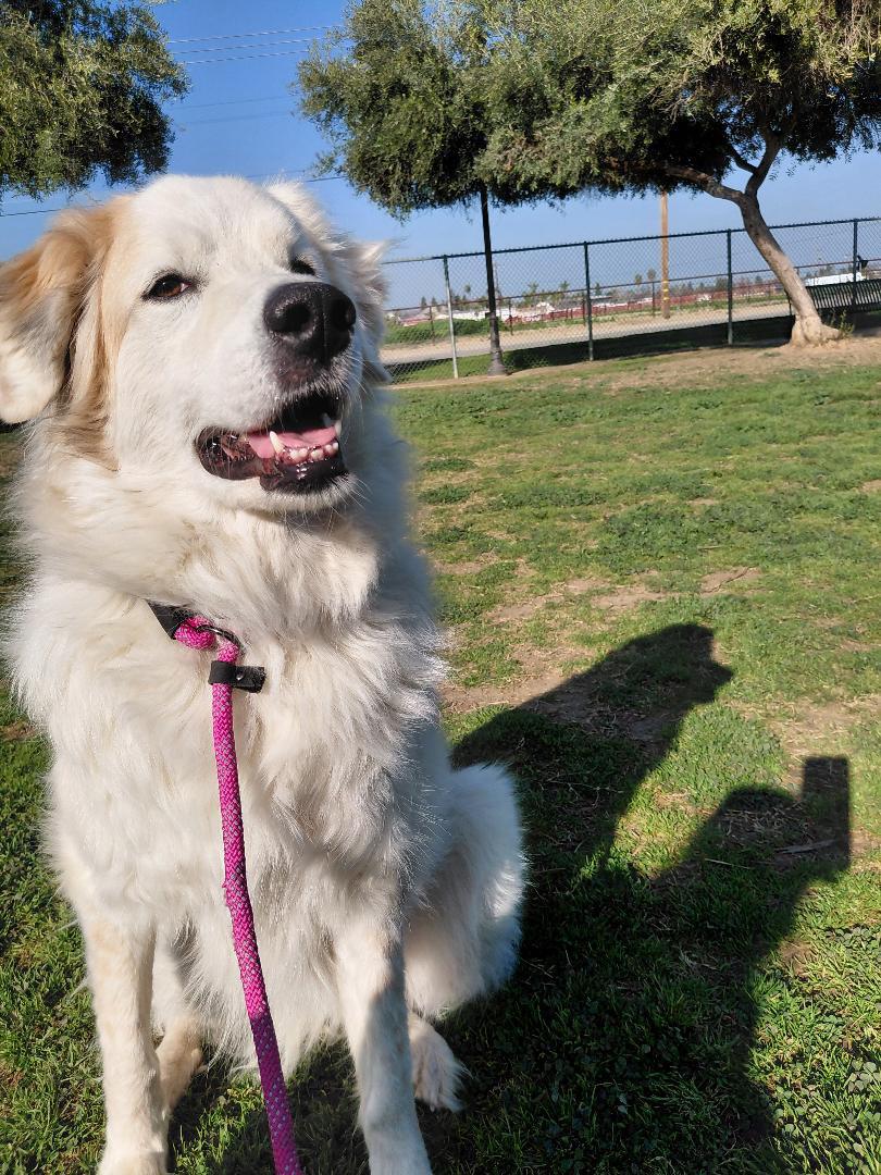 Enlarge Scout, a ADOPTABLE Great Pyrenees in Oakland, CA image 4/5