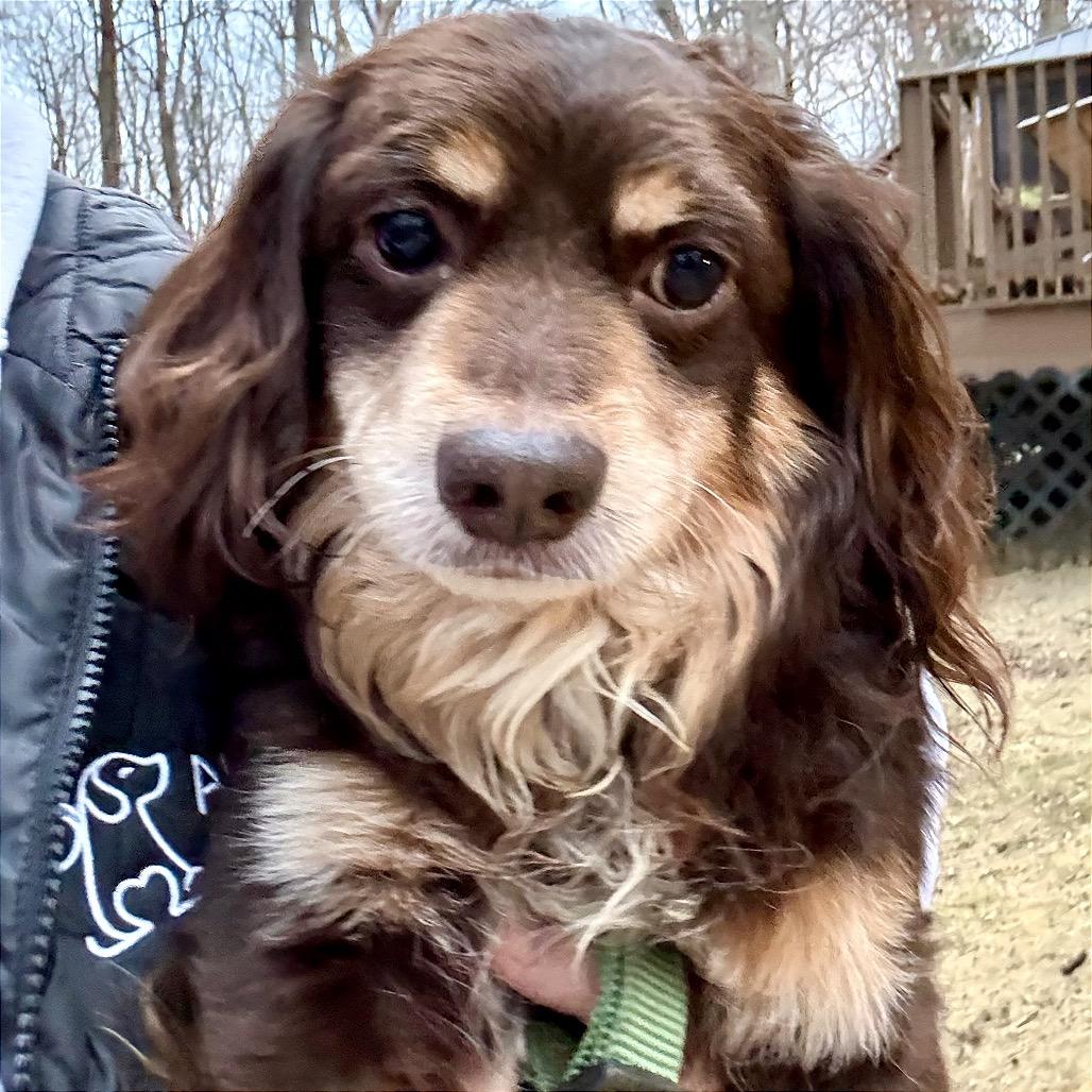 Franky, a Adoptable mixed breed in West Chester, PA image 1/6