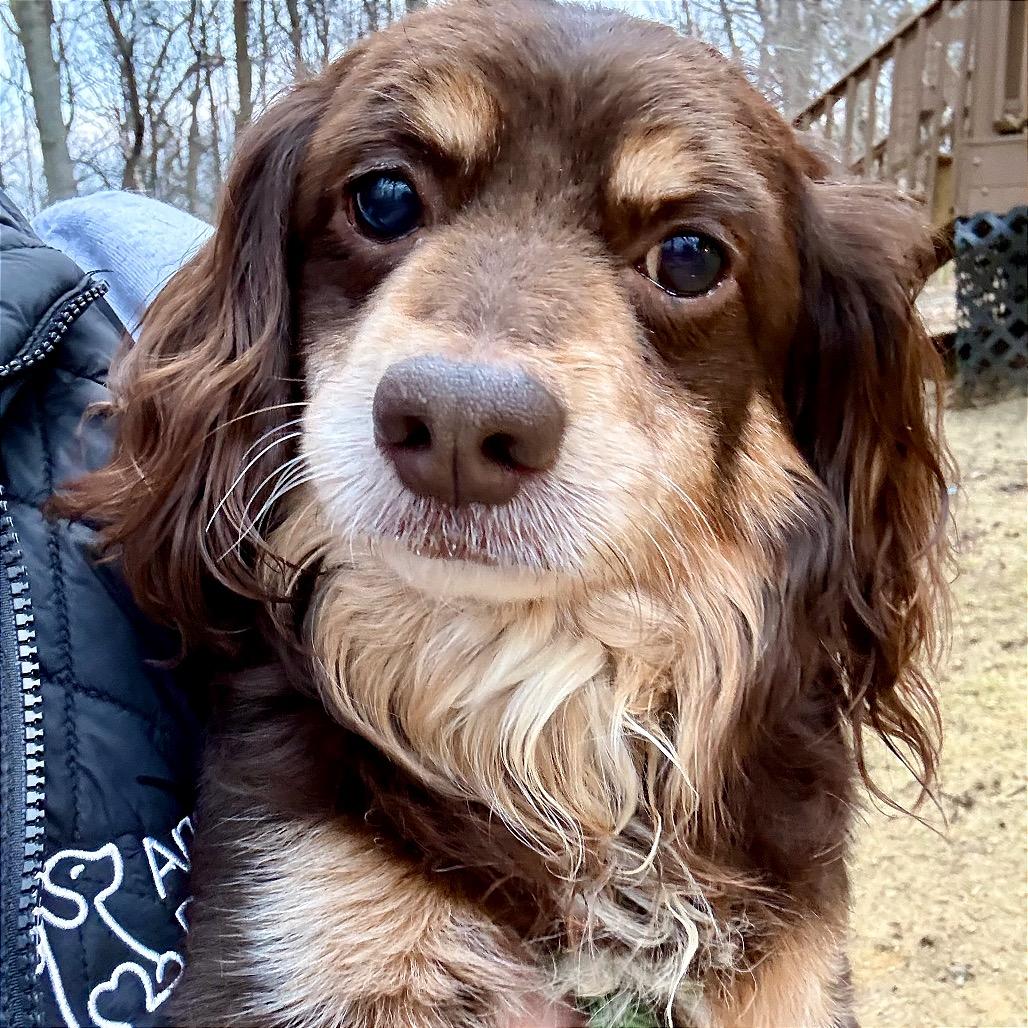 Franky, a Adoptable mixed breed in West Chester, PA image 2/6