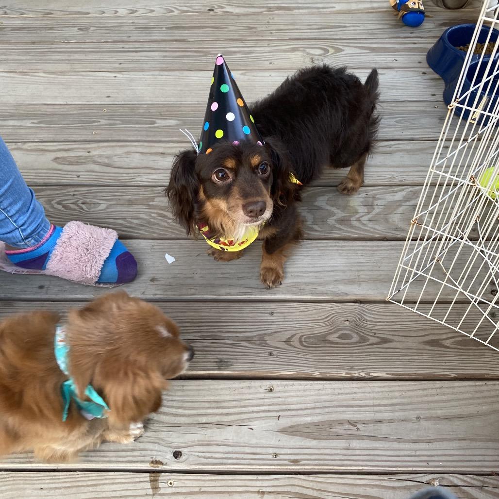 Franky, a Adoptable mixed breed in West Chester, PA image 3/6
