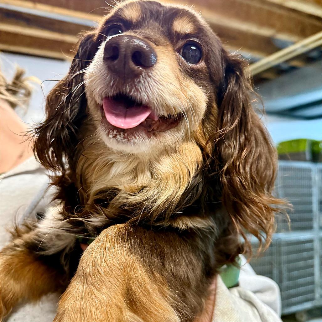 Franky, a Adoptable mixed breed in West Chester, PA image 4/6