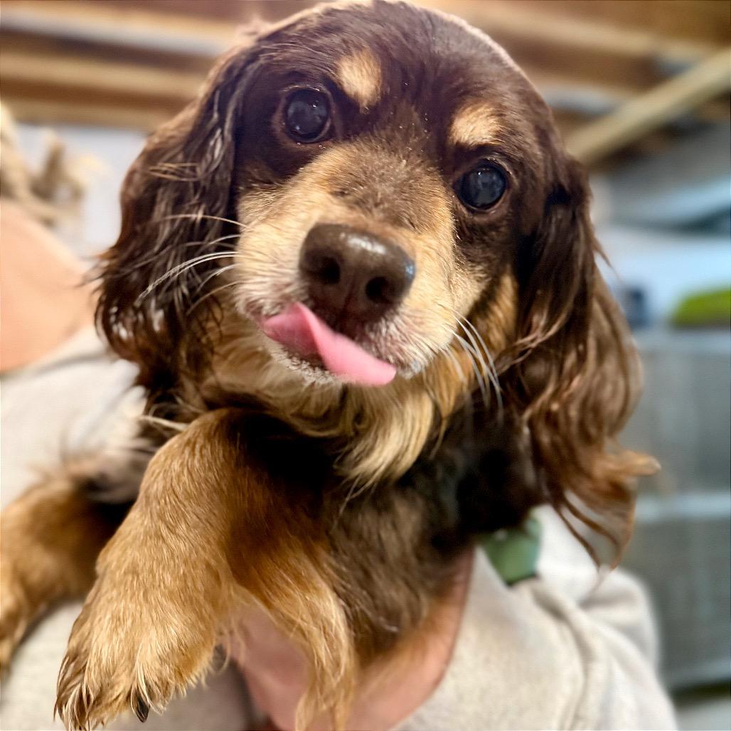 Franky, a Adoptable mixed breed in West Chester, PA image 5/6