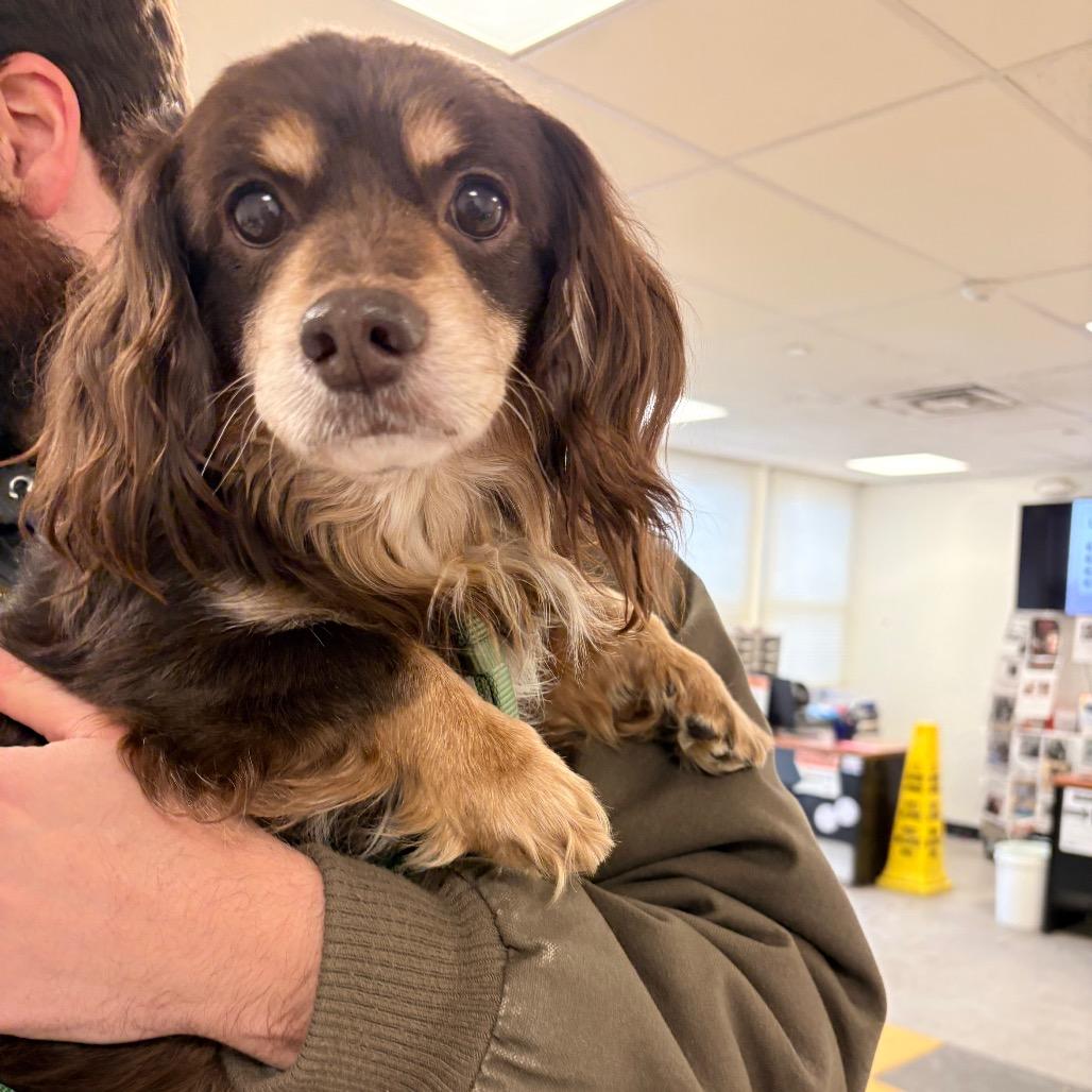 Franky, a Adoptable mixed breed in West Chester, PA image 6/6