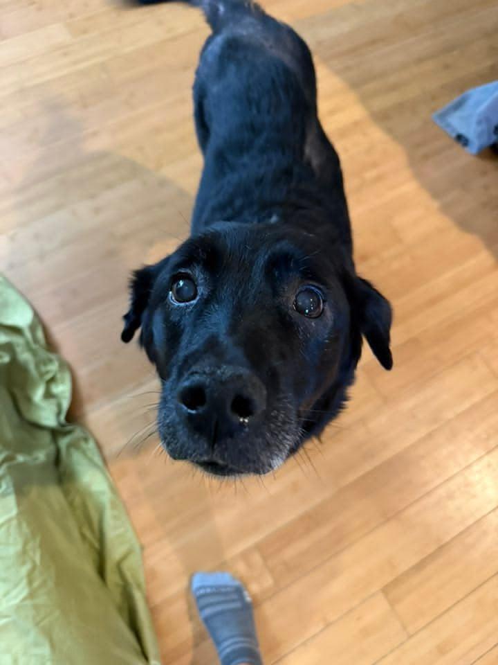 Lucky, Adoptable, Senior Female Black Labrador Retriever.