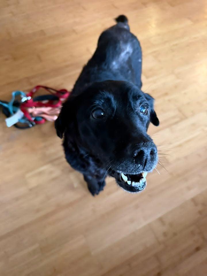 Lucky, a Adoptable mixed breed in Albany, NY image 2/2