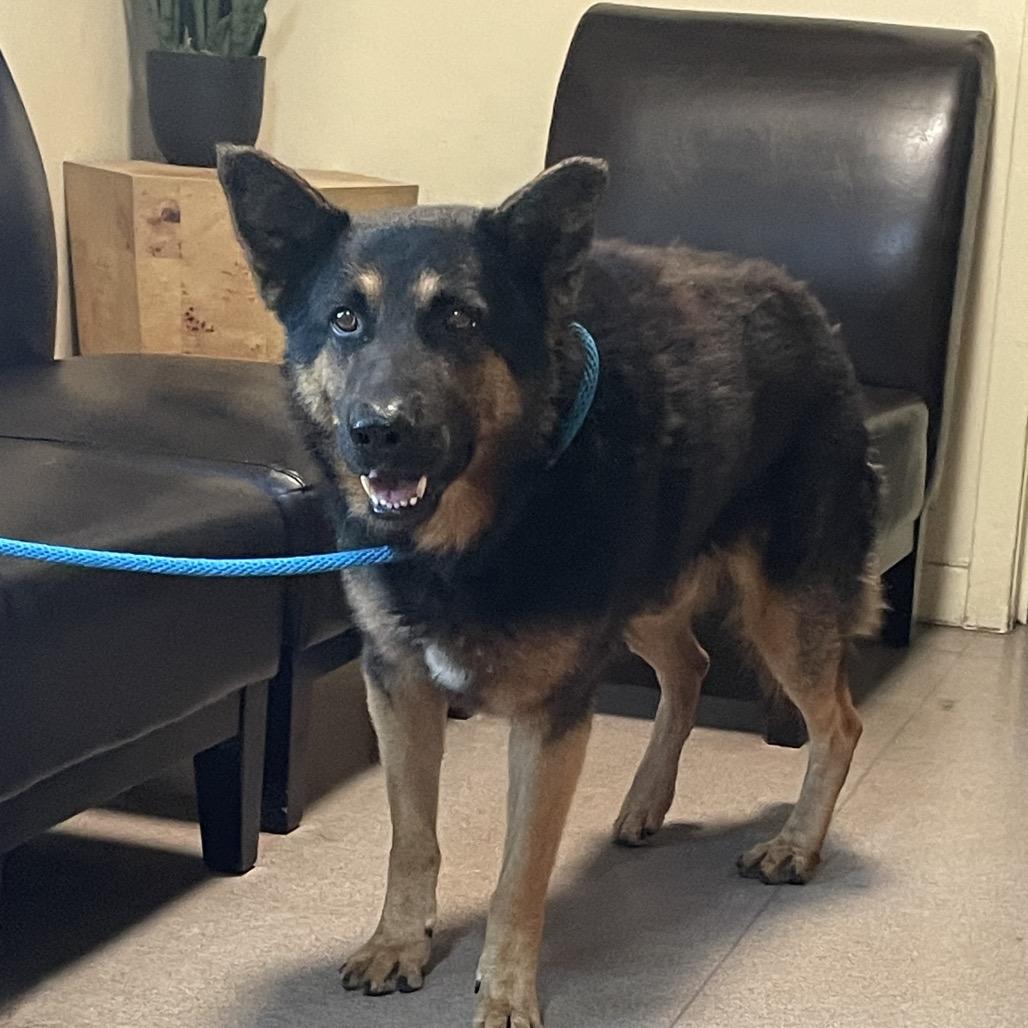 Wizard, Adoptable, Senior Male German Shepherd Dog.