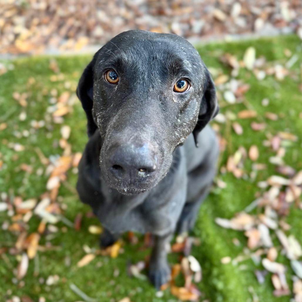 Blitzen, Adoptable, Young Male Mixed Breed.