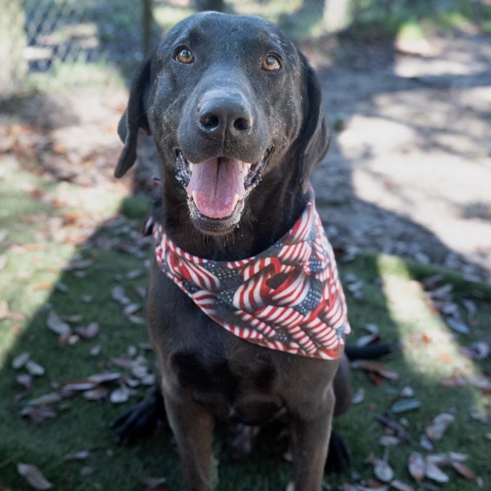 Enlarge Blitzen, a Adoptable Mixed Breed in Milton, FL image 2/3