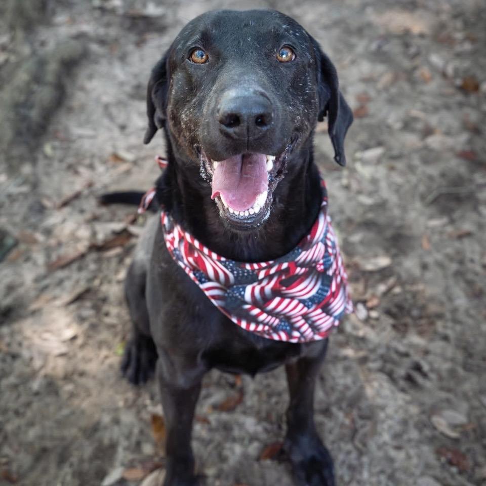 Enlarge Blitzen, a Adoptable Mixed Breed in Milton, FL image 3/3