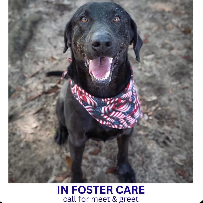 Enlarge Blitzen, a Adoptable Mixed Breed in Milton, FL image 4/4