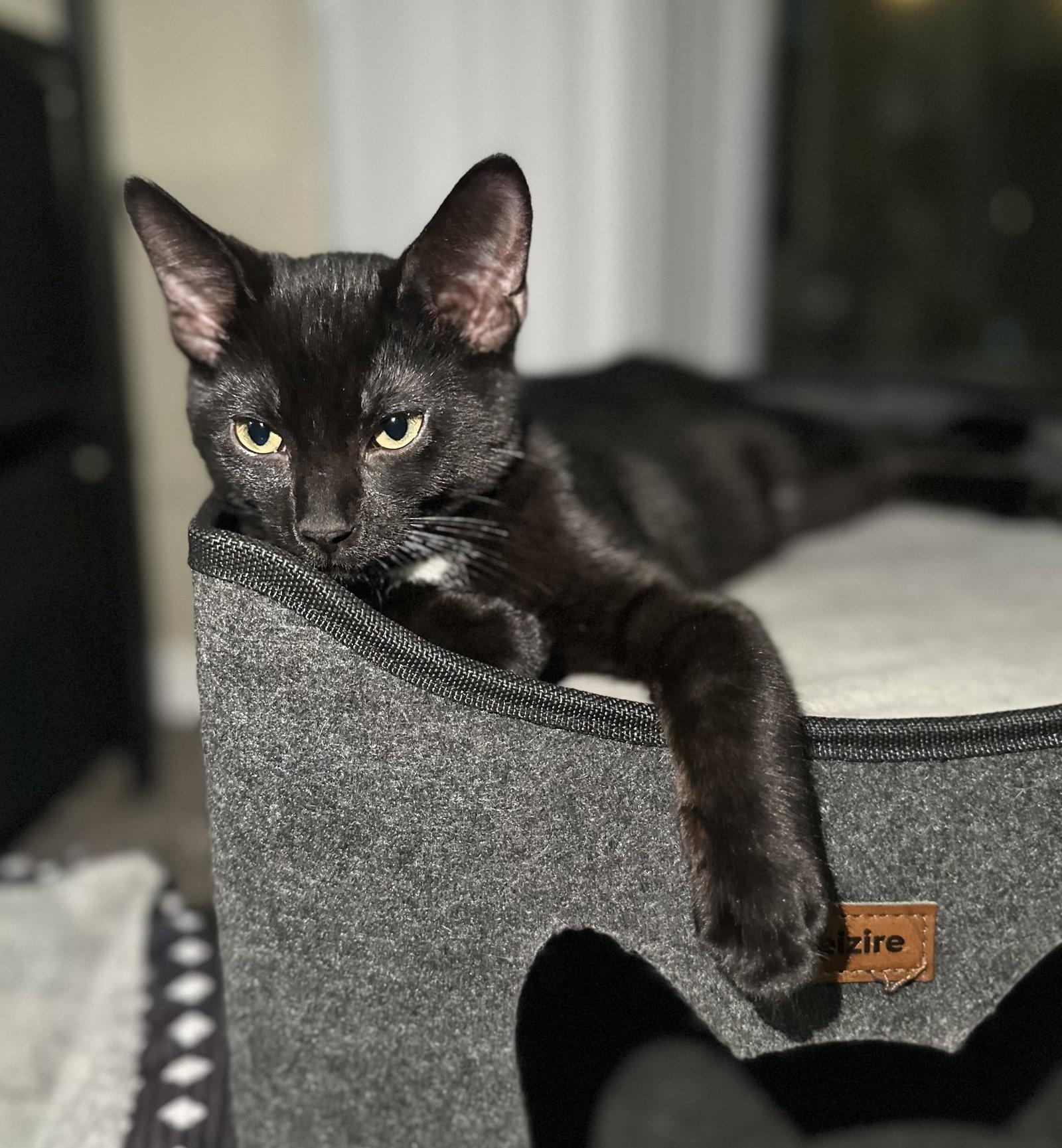 Hg Litter Salem, Adoptable, Young Male Domestic Short Hair.