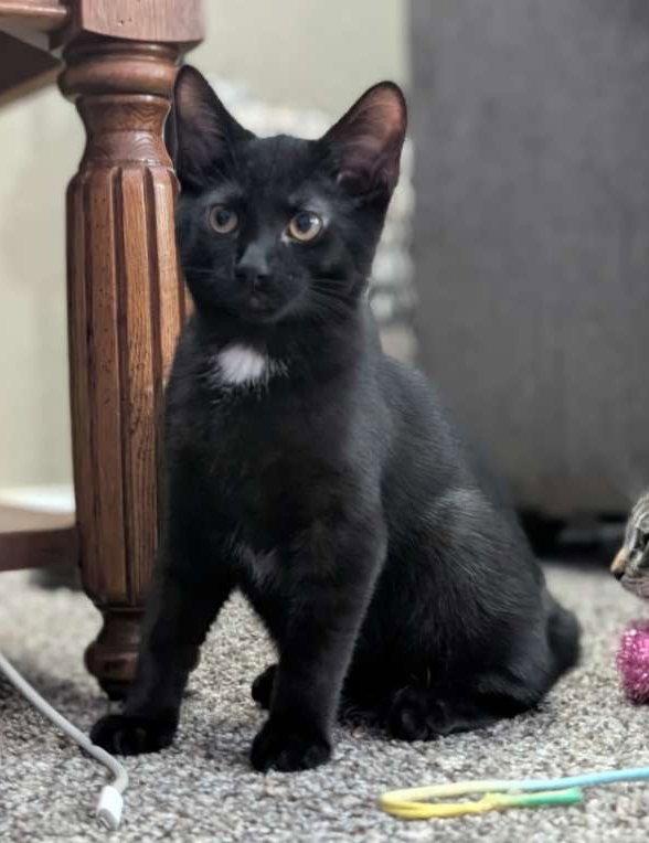 Hg Litter Salem, a Adoptable Domestic Short Hair in Livonia, MI image 2/3